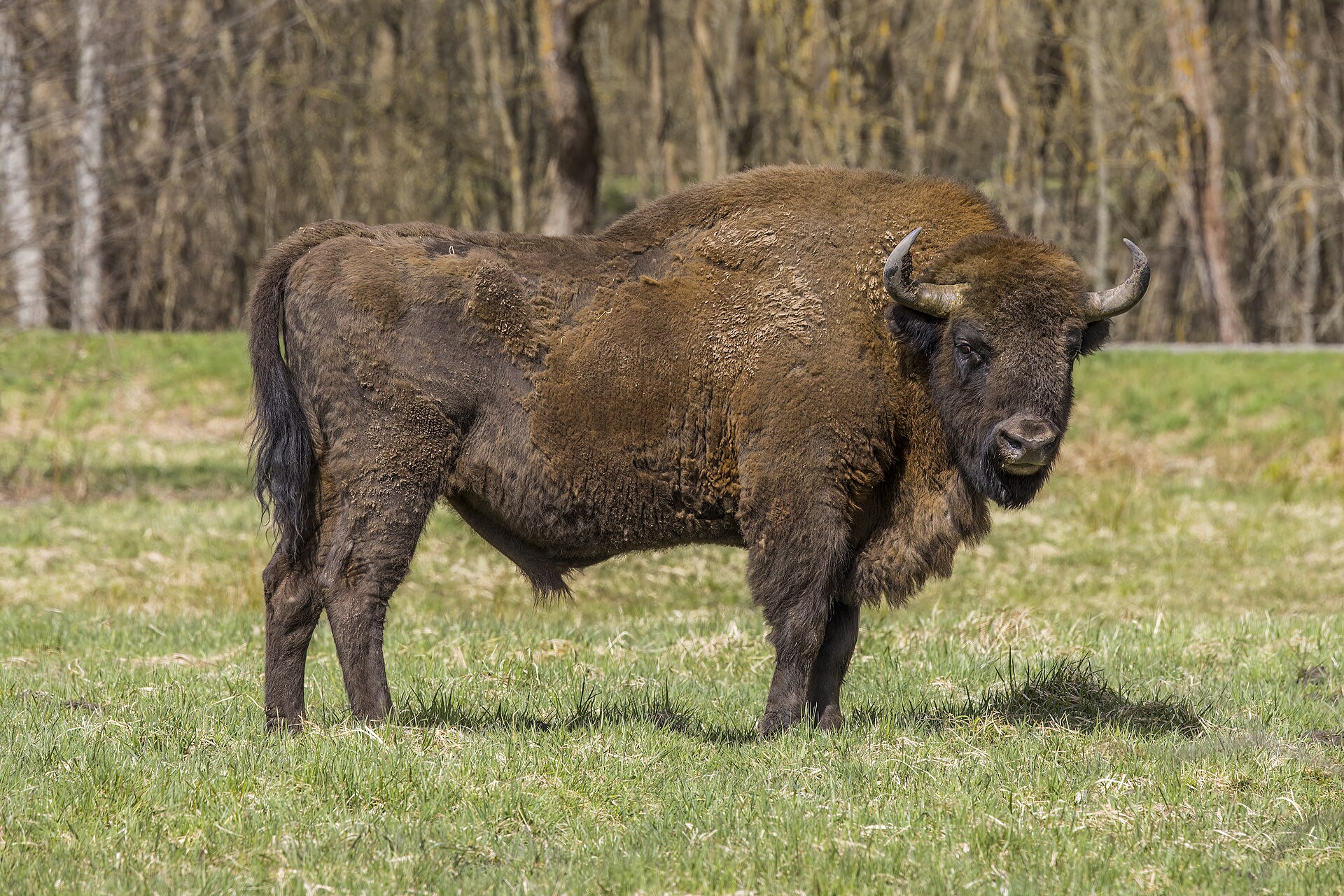Zdjęcie: Puszcza Białowieska i żubry