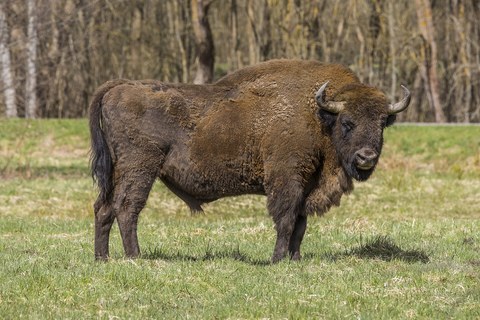 Puszcza Białowieska i żubry
