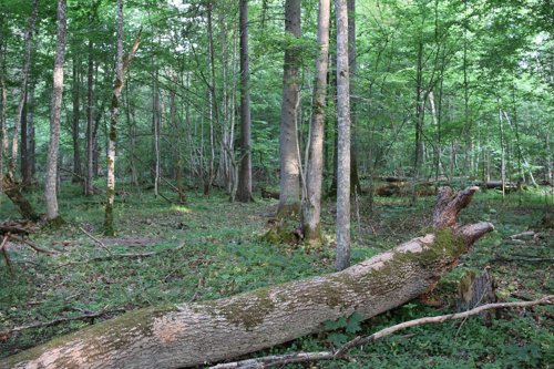 Białowieski Park Narodowy