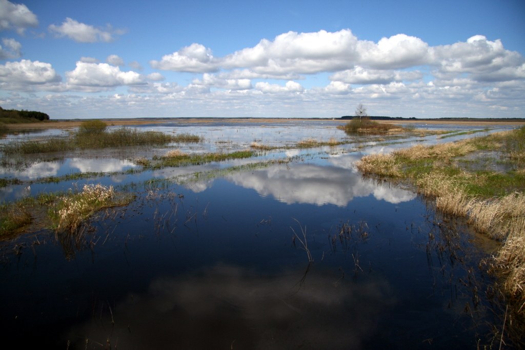 Zdjęcie: Cisówka