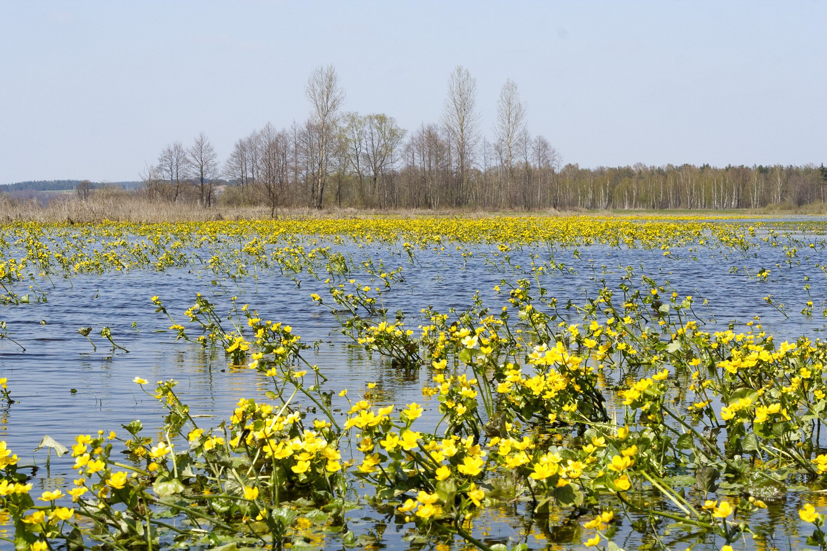 Zdjęcie: Łomżyński Park Krajobrazowy Doliny Narwi