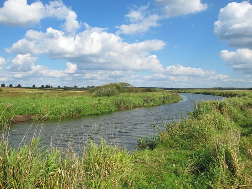 Narew
