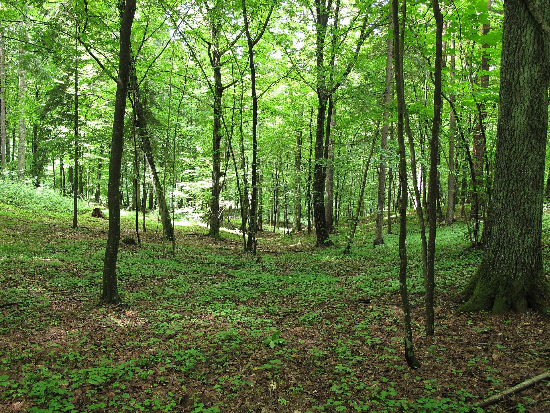 Zdjęcie: Park Krajobrazowy Puszczy Knyszyńskiej