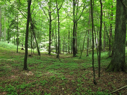 Park Krajobrazowy Puszczy Knyszyńskiej