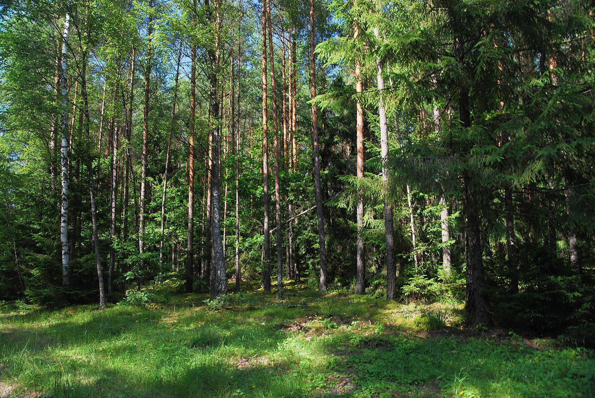 Zdjęcie: Puszcza Augustowska