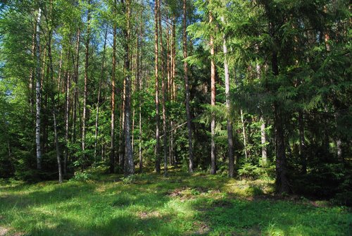 Puszcza Augustowska