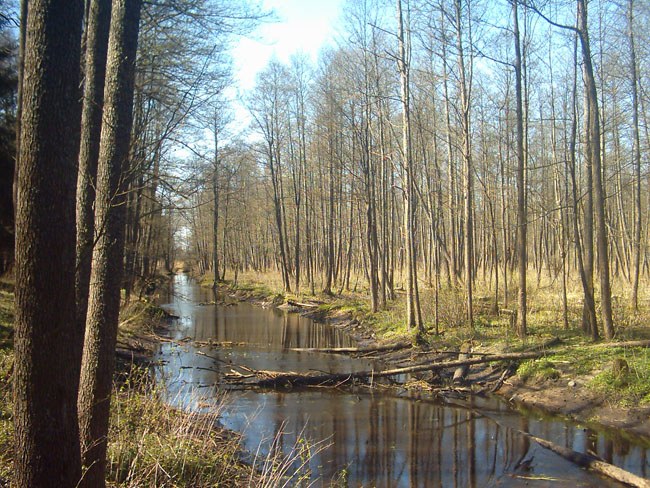 Zdjęcie: Stara Białowieża