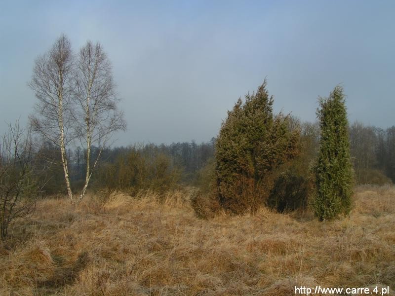 Zdjęcie: Puszcza Kampinoska