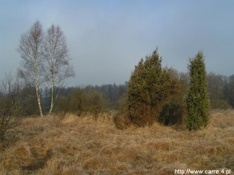 Puszcza Kampinoska