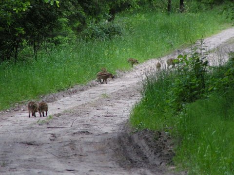 Zdjęcie: Stańczyki